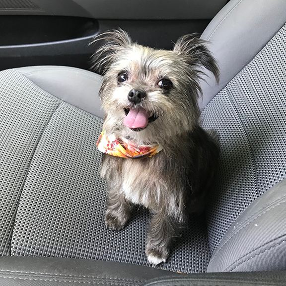 Pet Hair & Mess Cleanup