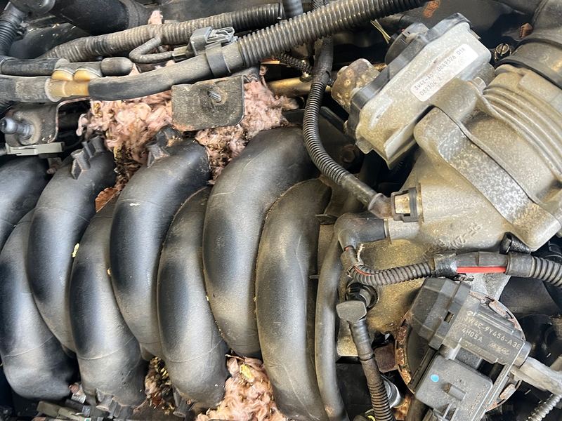 Professional Vehicle Rodent Infestation Cleanup