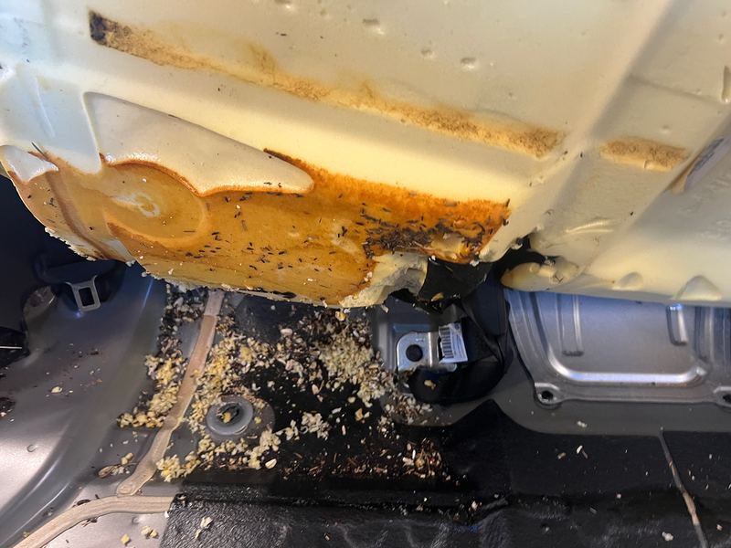 Professional Vehicle Rodent Infestation Cleanup
