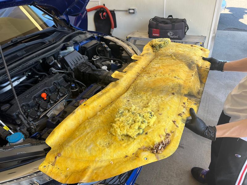 Professional Vehicle Rodent Infestation Cleanup