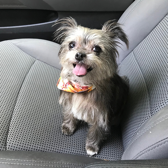 https://totalreconma.com/wp-content/uploads/2024/03/dog-hair-auto-detailing.jpg