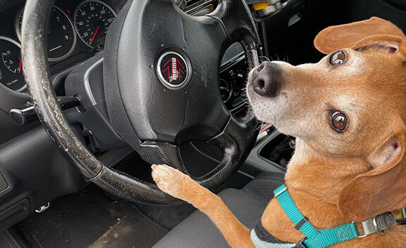 pet hair removal - auto detailing ct