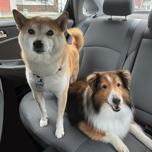 https://totalreconma.com/wp-content/uploads/2024/03/dog-hair-car-detailing.jpg