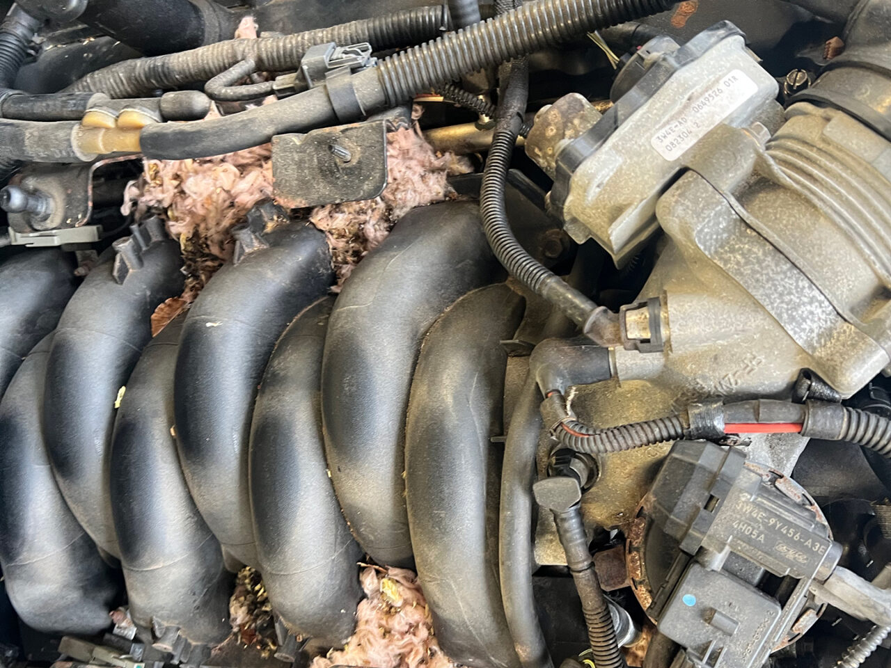 auto-detailing-mouse-damage-02