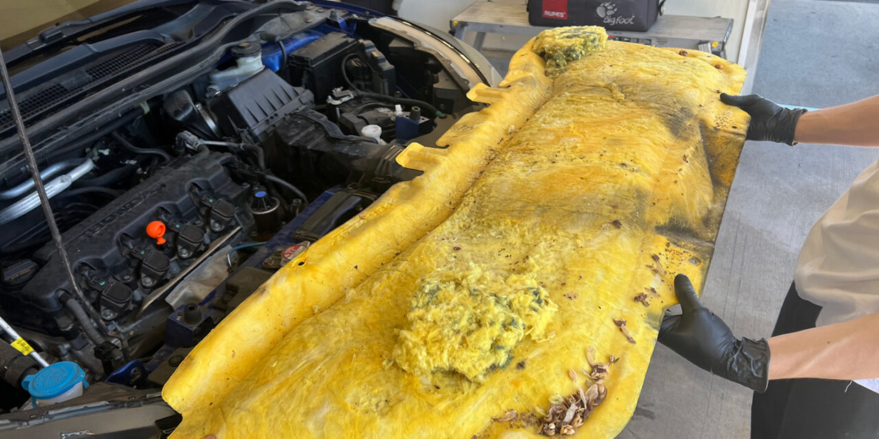 Professional Vehicle Rodent Infestation Cleanup